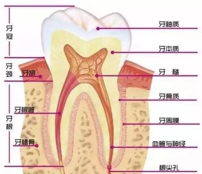 一文读懂牙周基础知识，值得你收藏！